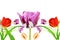 Colorful spring tulip flower as background with text copy space