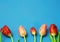 Colorful Spring Tulips Framed on Blue Background