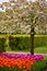 Colorful springflowers in the garden Keukenhof