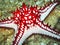 Colorful starfish close up