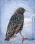 Colorful Starling in Winter Snow