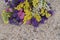 Colorful statis flowers are located on top of sandy beach.