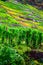 colorful steep vineyards during autumn