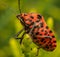 Colorful stinkbug