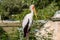 Colorful stork