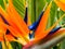 Colorful strelitzia