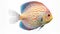 Colorful Striped Discus Fish On White Background