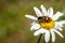 Colorful striped red-black beetle Trichodes apiarius, Cleridae sitting on white daisy flower Leucanthemum vulgare