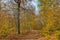 Colorful stunning autumn forest landscape in October