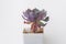 Colorful succulent houseplant Echeveria Muesli in pot on white background