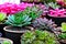 Colorful succulent plant flora