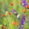 Colorful summer flowers bloom in natural french field