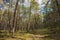 Colorful summer landscape of mixed forest in Palmiry in Mazovia region of central Poland