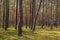 Colorful summer landscape of mixed forest in Palmiry in Mazovia region of central Poland