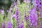 Colorful summer meadow full of violet flowers.