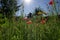 Colorful summer meadow for many insects