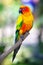 Colorful sun bird sitting on a branch