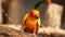 Colorful Sun Conure bird