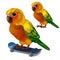 Colorful Sun Conure Parrot rides his skateboard. Tropical tamed bird is isolated on a white background. Animated vector