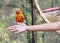 Colorful sun conure parrots eating food on people hand