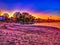 Colorful Sundown at the beach of the river Rhein in Cologne with trees and sand in springtime