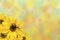 Colorful sunflower background
