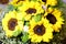 Colorful sunflowers, adobe rgb