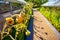 Colorful sunflowers facing downward.