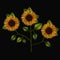 Colorful sunflowers plant set embroidery in black background