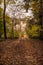 Colorful sunlit fall forest with fallen leaves covering the ground