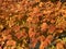 Colorful Sunlit Orange Leaves Fall Foliage in Autumn in November