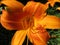Colorful Sunlit Orange Lily Flower in Summer