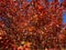 Colorful Sunlit Red Leaves Fall Foliage in November