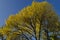 Colorful sunlit trees with autumnal leaves