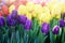 Colorful sunny field of tulips. Springtime seasonal floral background