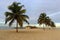 Colorful sunrise and huge palm trees on the beach in the Dominican Republic