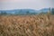 Colorful sunrise in rural with a sun shining over rye field. Mystery look, clouds colored purple, orange, yellow. Sunrises and