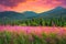 Colorful sunset alpine flower meadow in mountain