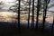 Colorful sunset and branched trees