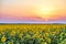 Colorful sunset over a rural plain with blossoming field of sunflowers