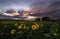 Colorful sunset over the sunflower meadow