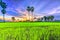 Colorful sunset sugar palms on the rice field.