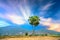 Colorful sunset sugar palms tree in a field