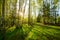 Colorful sunset in the woods. The sun rays cast shadows from birch trunks to young green grass. Springtime landscape photography