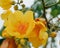 Colorful of Supannika Flower, Cochlospermum regium.