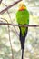 The colorful Superb Parrot Polytelis swainsonii