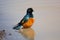 Colorful superb Starling