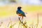 Colorful superb starling bird in Tanzania