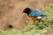 Colorful Superb Starling, Samburu, Kenya