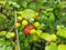 Colorful Surinam Cherries